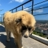 Çok Özel ve Nadir Kafkas Çoban Köpeği Tymoor – Ücretsiz Sahiplendirme fotoğraf