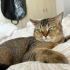 İLGİ ARSIZI, SEVECEN ÇOK AKILLI BİR KEDİ fotoğraf
