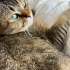 İLGİ ARSIZI, SEVECEN ÇOK AKILLI BİR KEDİ fotoğraf