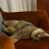 İLGİ ARSIZI, SEVECEN ÇOK AKILLI BİR KEDİ fotoğraf