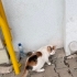 🐾 Samsun’da yuvasını arıyor  Bu güzel kız şu anda sokakta yaşıyor. Hamile olabi fotoğraf
