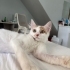 Latte Severleri Buraya Alalım fotoğraf
