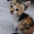 yavru kedi annesi ve kardeşleri öldü fotoğraf