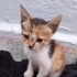 yavru kedi annesi ve kardeşleri öldü fotoğraf