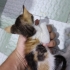 yavru kedi annesi ve kardeşleri öldü fotoğraf