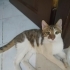 ACİL YUVA ARANİYOR fotoğraf