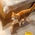 Sarı şeker oğlana yuva fotoğraf