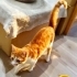 Sarı şeker oğlana yuva fotoğraf