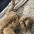 UYSAL BRİTİSH KEDİMİZE ACİL YUVA fotoğraf