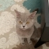 UYSAL BRİTİSH KEDİMİZE ACİL YUVA fotoğraf