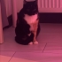 BÖCEĞİME YENİ YUVA ARIYORUM fotoğraf