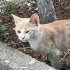 ÜCRETSİZ KEDİ SAHİPLENDİRME DİYARBAKIR fotoğraf