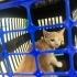 ÜCRETSİZ KEDİ SAHİPLENDİRME DİYARBAKIR fotoğraf