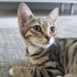 Çok komik ve çok eğlenceli birisi yuva arıyor! fotoğraf