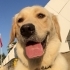 Çok akıllı eğitimli golden köpeğimize iyi bakılacağı yuva arıyoruz fotoğraf
