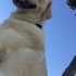 Çok akıllı eğitimli golden köpeğimize iyi bakılacağı yuva arıyoruz fotoğraf