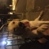Çok akıllı eğitimli golden köpeğimize iyi bakılacağı yuva arıyoruz fotoğraf