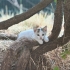 Annesiz Kaldı, Şimdi Sıcak Bir Yuva Arıyor 🐾 fotoğraf