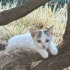 Annesiz Kaldı, Şimdi Sıcak Bir Yuva Arıyor 🐾 fotoğraf