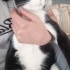 Biraz yaramaz ama kendini sevdirmeyi çok seviyor. İlgi bağımlısı fotoğraf