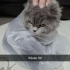 ACİL!! Kedim insanı rahatsız etmez genelde uyur çok tatlıdır fotoğraf