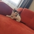 (ACİL) Hayata Tutundu, Şimdi Yuva Zamanı! fotoğraf