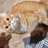 Bal bademi sahiplendiriyoruz fotoğraf