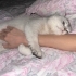 Ücretsiz sahiplendirme british shorthair fotoğraf