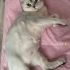 Ücretsiz sahiplendirme british shorthair fotoğraf