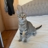 SOKAĞA BIRAKILIYOR ACİL fotoğraf