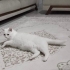 Ücretsiz sahiplendirme Ankara kedisi fotoğraf