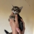 Minik tekir oğlan fotoğraf