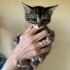 Minik tekir oğlan fotoğraf