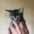 Minik tekir oğlan fotoğraf