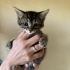Minik tekir oğlan fotoğraf