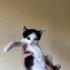 Minik sevimli oğlan yuva arıyor fotoğraf
