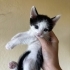 Minik sevimli oğlan yuva arıyor fotoğraf