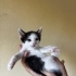 Minik sevimli oğlan yuva arıyor fotoğraf