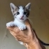 1 aylık erkek bebek fotoğraf