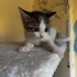 1 aylık erkek bebek fotoğraf