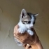 1 aylık erkek bebek fotoğraf