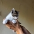1 aylık erkek bebek fotoğraf