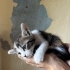 1 aylık calico prenses fotoğraf