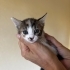 1 aylık calico prenses fotoğraf