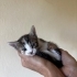1 aylık calico prenses fotoğraf
