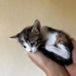 1 aylık calico prenses fotoğraf