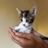 1 aylık calico prenses fotoğraf