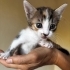 1 aylık calico prenses fotoğraf
