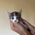 1 aylık calico prenses fotoğraf
