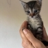 Minik tekir yavrusu yuva arıyor fotoğraf